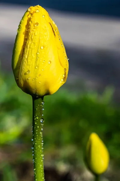 Bright Yellow Tulip Blossom Raindrops Spring Garden — Stock Photo, Image