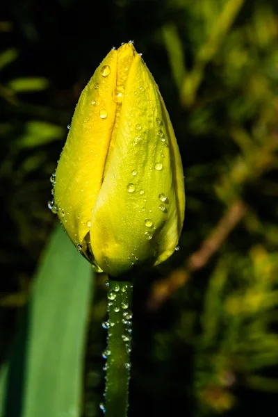 Leuchtend Gelbe Tulpenblüte Mit Regentropfen Frühlingsgarten — Stockfoto