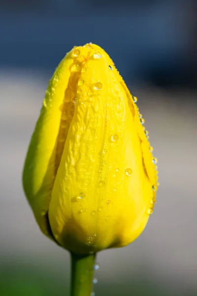 Flor Tulipán Amarillo Brillante Con Gotas Lluvia Jardín Primavera — Foto de Stock