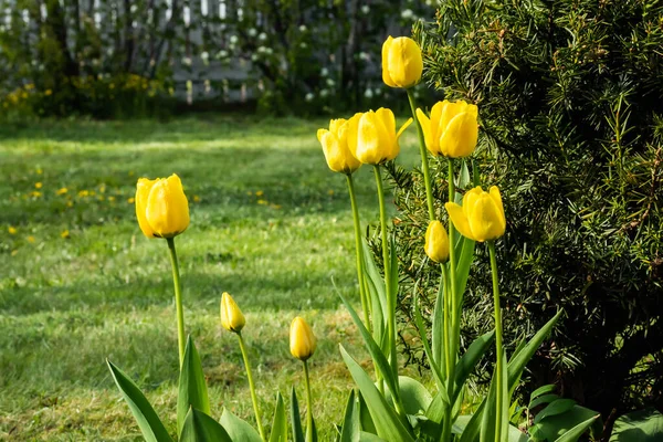 Ярко Желтые Тюльпаны Цветут Весеннем Саду — стоковое фото