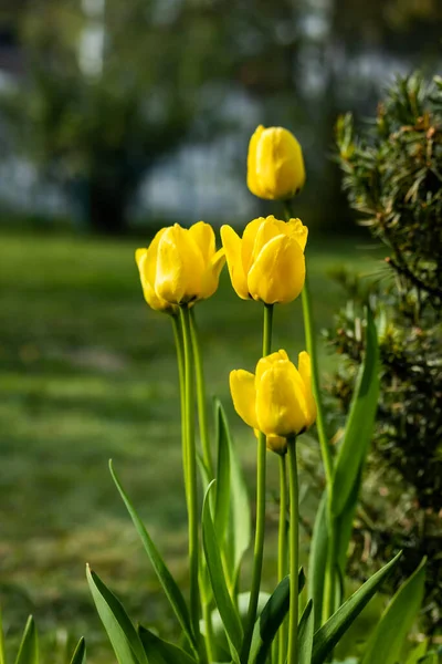 Ярко Желтые Тюльпаны Цветут Весеннем Саду — стоковое фото