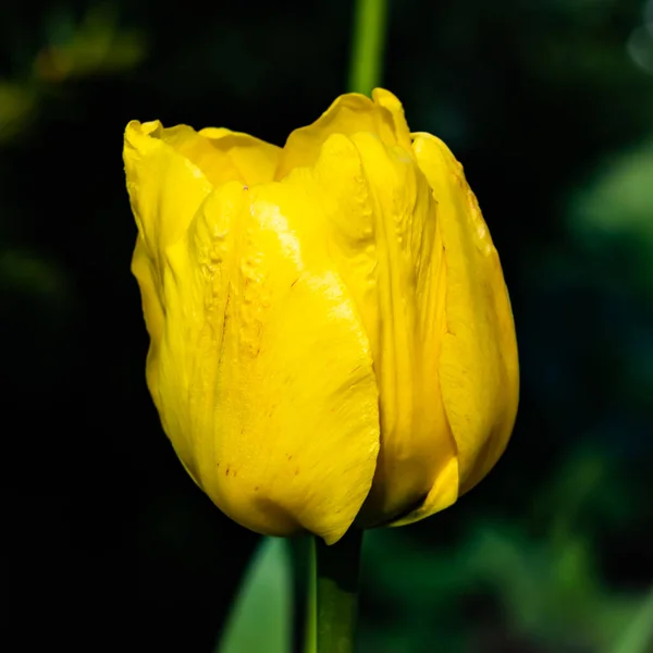 春の庭で明るい黄色のチューリップ — ストック写真