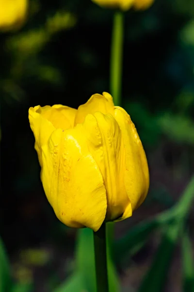 Flor Tulipa Amarela Brilhante Jardim Primavera — Fotografia de Stock