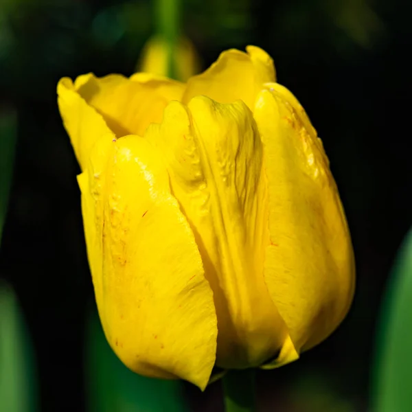 Leuchtend Gelbe Tulpenblüte Frühlingsgarten — Stockfoto