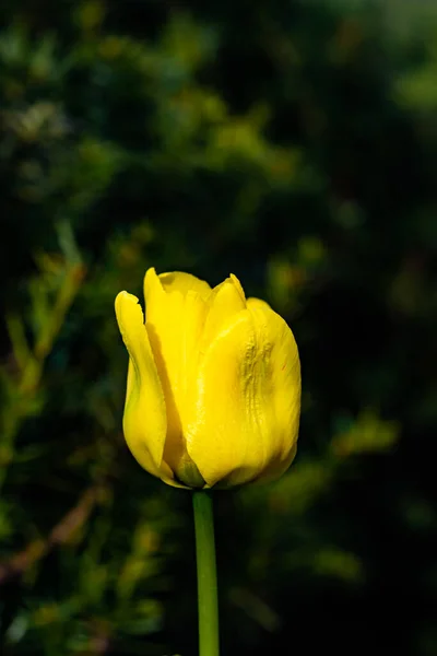 Fleur Tulipes Jaune Vif Dans Jardin Printemps — Photo