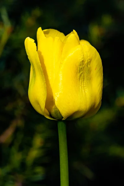 Flor Tulipa Amarela Brilhante Jardim Primavera — Fotografia de Stock