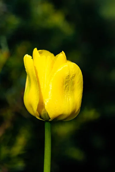 Bright Yellow Tulip Blossom Spring Garden — Stock Photo, Image