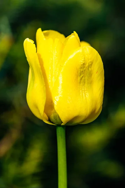 Flor Tulipa Amarela Brilhante Jardim Primavera — Fotografia de Stock
