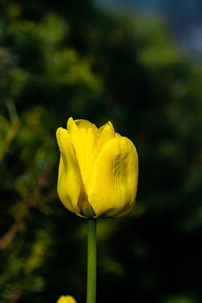 Bright Yellow Tulip Blossom Spring Garden — Stock Photo, Image