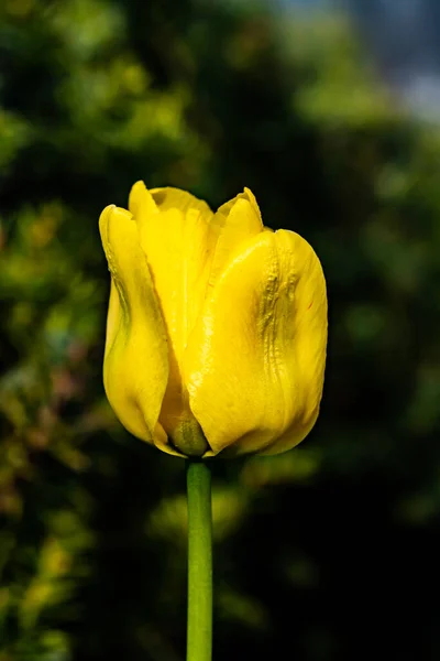 Leuchtend Gelbe Tulpenblüte Frühlingsgarten — Stockfoto