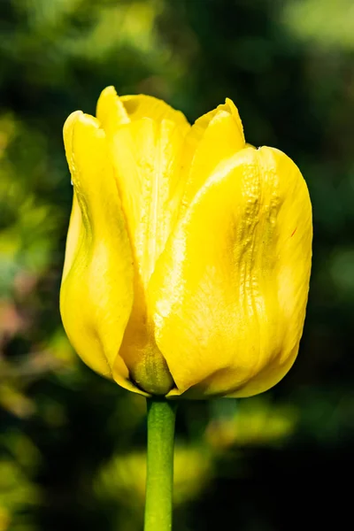 Φωτεινό Κίτρινο Λουλούδι Τουλίπας Στον Κήπο Άνοιξη — Φωτογραφία Αρχείου