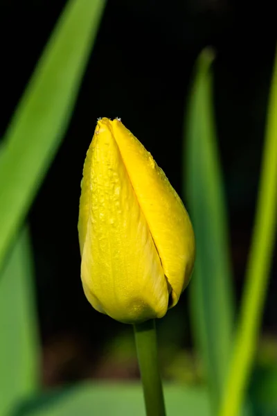 Flor Tulipán Amarillo Brillante Jardín Primavera — Foto de Stock