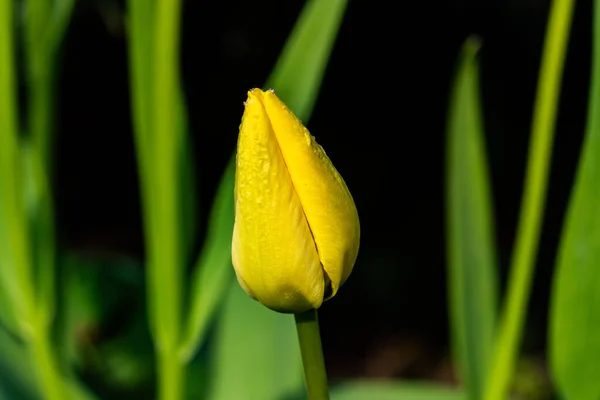 Flor Tulipa Amarela Brilhante Jardim Primavera — Fotografia de Stock