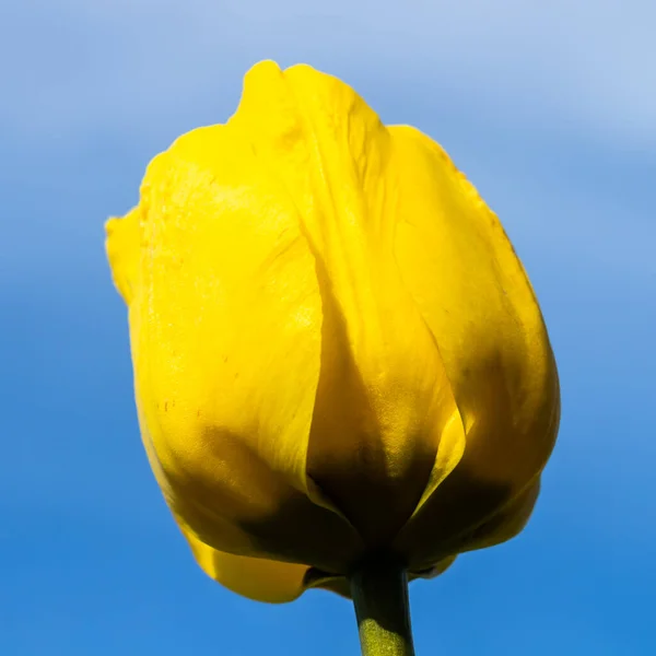 Ярко Желтый Цветок Тюльпана Голубом Фоне Неба — стоковое фото