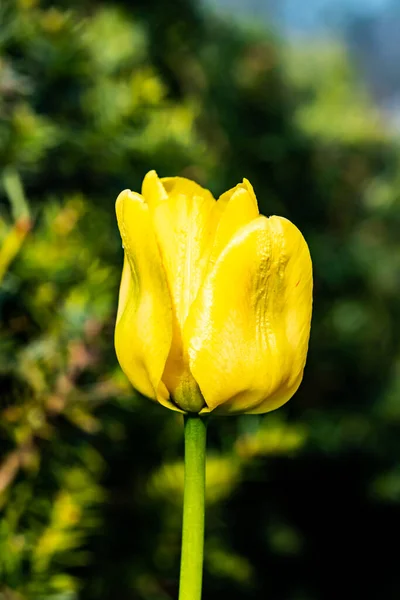 Flor Tulipán Amarillo Brillante Jardín Primavera — Foto de Stock