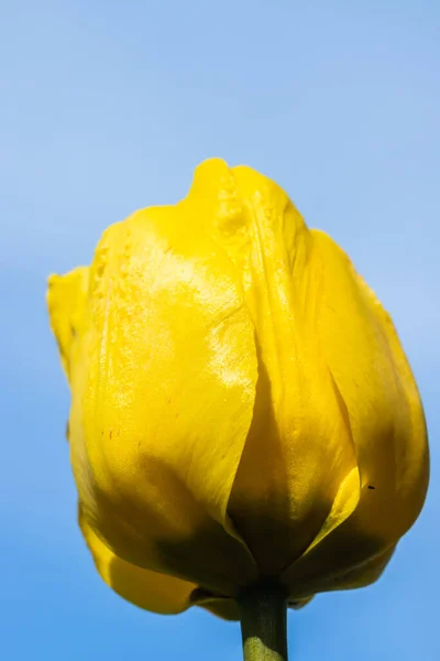 Flor Tulipa Amarela Brilhante Fundo Céu Azul — Fotografia de Stock