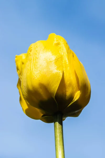 Leuchtend Gelbe Tulpenblüte Bei Blauem Himmel Hintergrund — Stockfoto