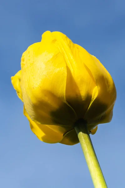 Flor Tulipa Amarela Brilhante Fundo Céu Azul — Fotografia de Stock