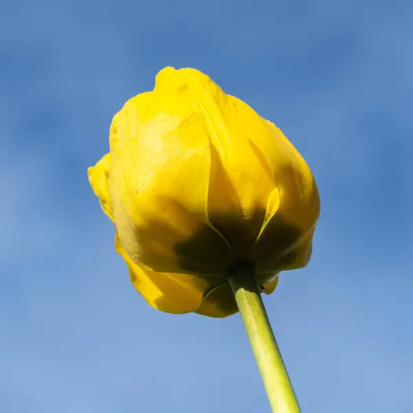 Leuchtend Gelbe Tulpenblüte Bei Blauem Himmel Hintergrund — Stockfoto