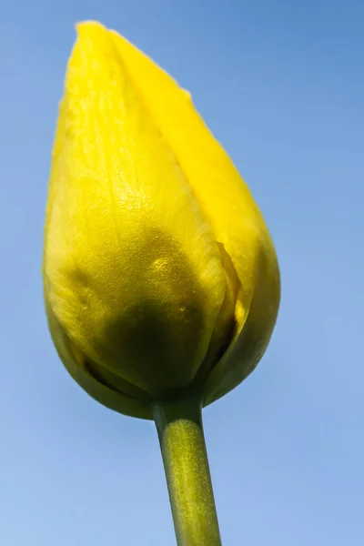 Flor Tulipa Amarela Brilhante Fundo Céu Azul — Fotografia de Stock