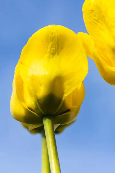 Flor Tulipán Amarillo Brillante Fondo Del Cielo Azul — Foto de Stock