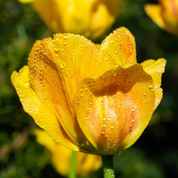 Flor Tulipa Amarelo Alaranjada Brilhante Com Gotas Chuva Jardim Primavera — Fotografia de Stock