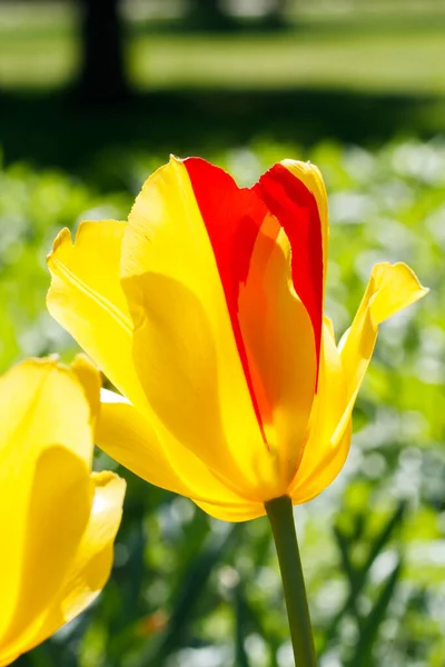 Ярко Желто Красные Тюльпаны Цветут Весеннем Саду — стоковое фото