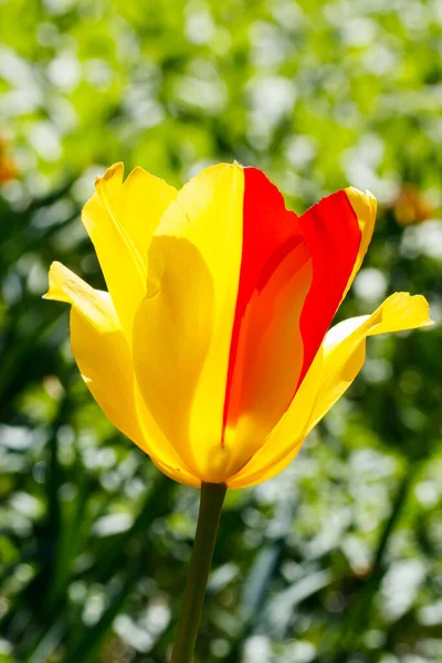 Des Tulipes Jaune Rouge Brillantes Fleurissent Dans Jardin Printanier — Photo