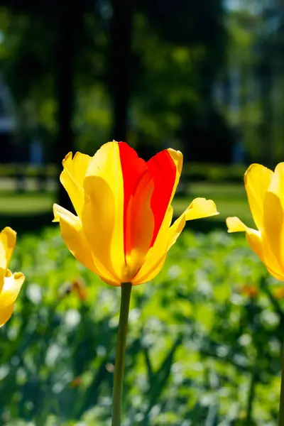 Ярко Желто Красные Тюльпаны Цветут Весеннем Саду — стоковое фото