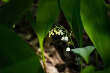 Bahar ormanlarındaki vadi çiçekleri
