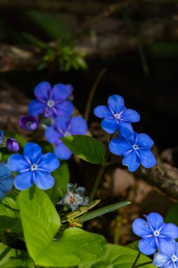 Bahar bahçesindeki çiçekleri, makro fotoğrafçılığı unut.