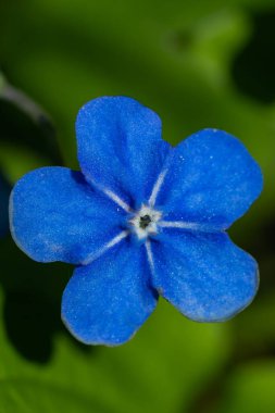 Bahar bahçesindeki çiçekleri, makro fotoğrafçılığı unut.