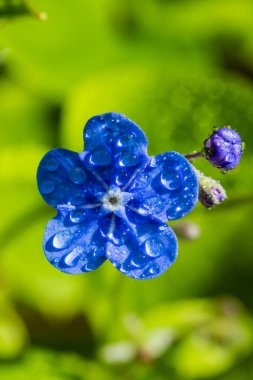 Bahar bahçesinde yağmur damlaları olan beni unutma çiçekleri, makro fotoğrafçılık