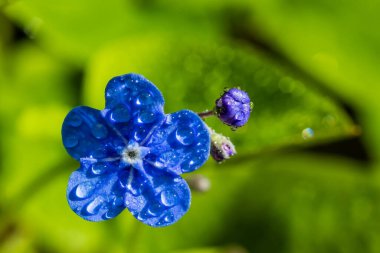 Bahar bahçesinde yağmur damlaları olan beni unutma çiçekleri, makro fotoğrafçılık