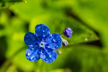 Bahar bahçesinde yağmur damlaları olan beni unutma çiçekleri, makro fotoğrafçılık