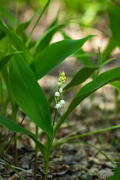 Lys Vallée Fleur Dans Forêt Printemps — Photo