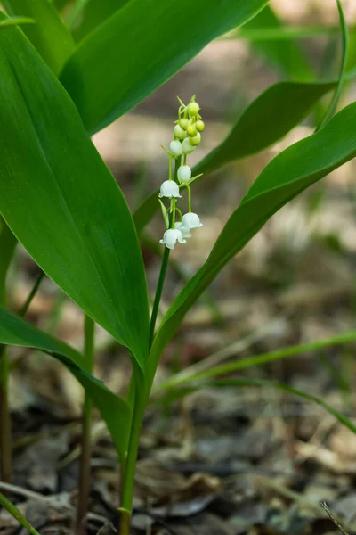 Lys Vallée Fleur Dans Forêt Printemps — Photo