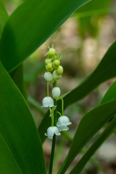 春の森の渓谷の花のユリ — ストック写真