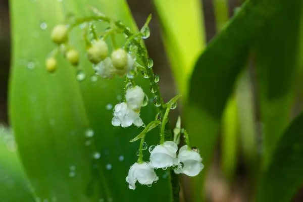 Lily Kwiat Doliny Kroplami Deszczu Wiosennym Lesie — Zdjęcie stockowe