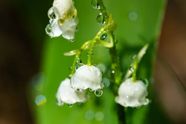 春の森の中に雨滴と渓谷の花のユリ — ストック写真