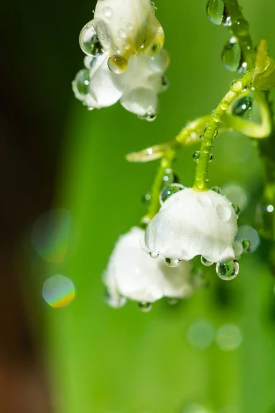 Lily Valley Flower Raindrops Spring Forest — Stock Photo, Image