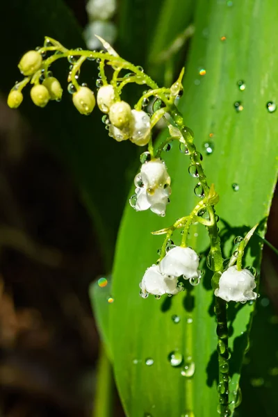 Lily Valley Flower Raindrops Spring Forest — Stock Photo, Image