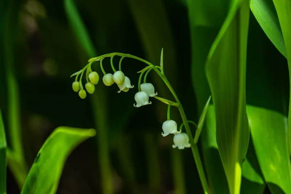 Lilja Dalen Blomma Vårskogen — Stockfoto