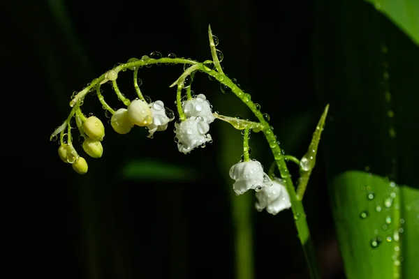 Lily Kwiat Doliny Kroplami Deszczu Wiosennym Lesie — Zdjęcie stockowe