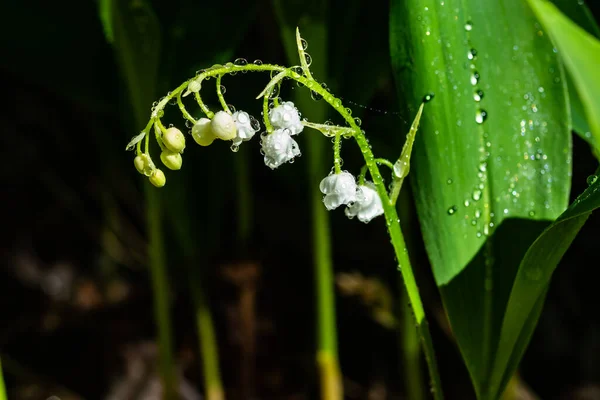 春の森の中に雨滴と渓谷の花のユリ — ストック写真