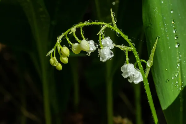 Lirio Flor Del Valle Con Gotas Lluvia Bosque Primavera — Foto de Stock