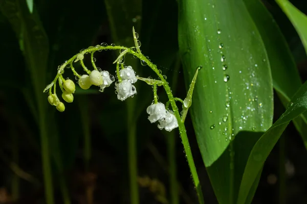 Lirio Flor Del Valle Con Gotas Lluvia Bosque Primavera — Foto de Stock