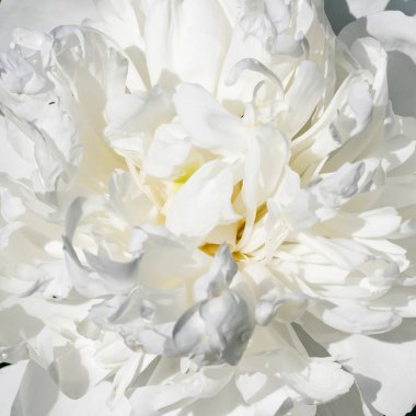 Bahçede açan beyaz şakayık çiçeği