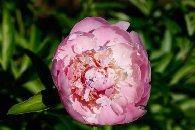 Bahçede açan pembe şakayık çiçeği.