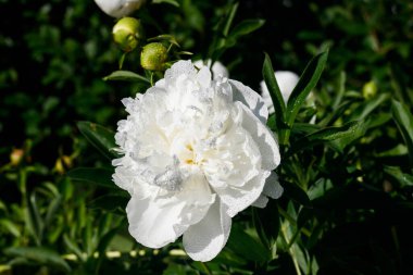 Bahçede açan yağmur damlalarıyla beyaz şakayık çiçeği..